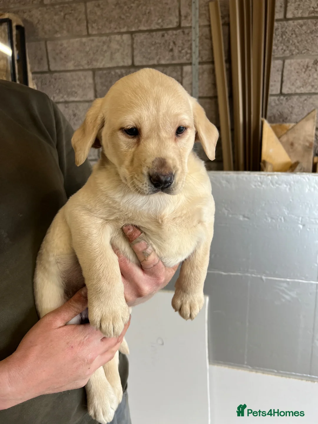 Labrador Retriever dogs for sale: Yellow Labrador bitch pup for sale. in Sanquhar - Advert 1