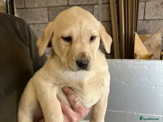 Labrador Retriever dogs Yellow Labrador bitch pup for sale. - Advert 1