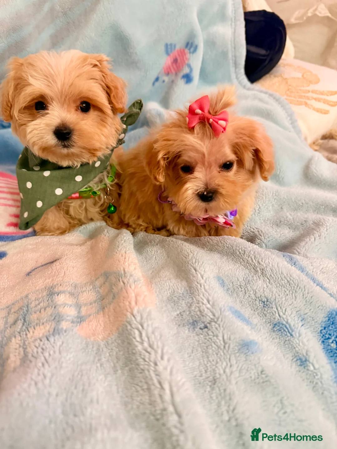 Maltipoo dogs for sale:  F1 Maltipoo puppies  - Advert 4