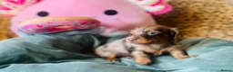 Miniature Dachshund dogs for sale: Gorgeous long‑haired Miniature Dachshund Puppies! - Advert 11
