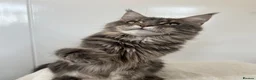 Maine Coon cats for sale: Ex queen female girl XXL Russian lines Maine Coon in Poole - Advert 7