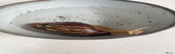 Snails invertebrates for sale: Giant African Land Snails x 2 - Advert 5