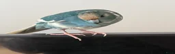 Parrots birds for sale: Bonded  kakariki male and female 7 months old i - Advert 12