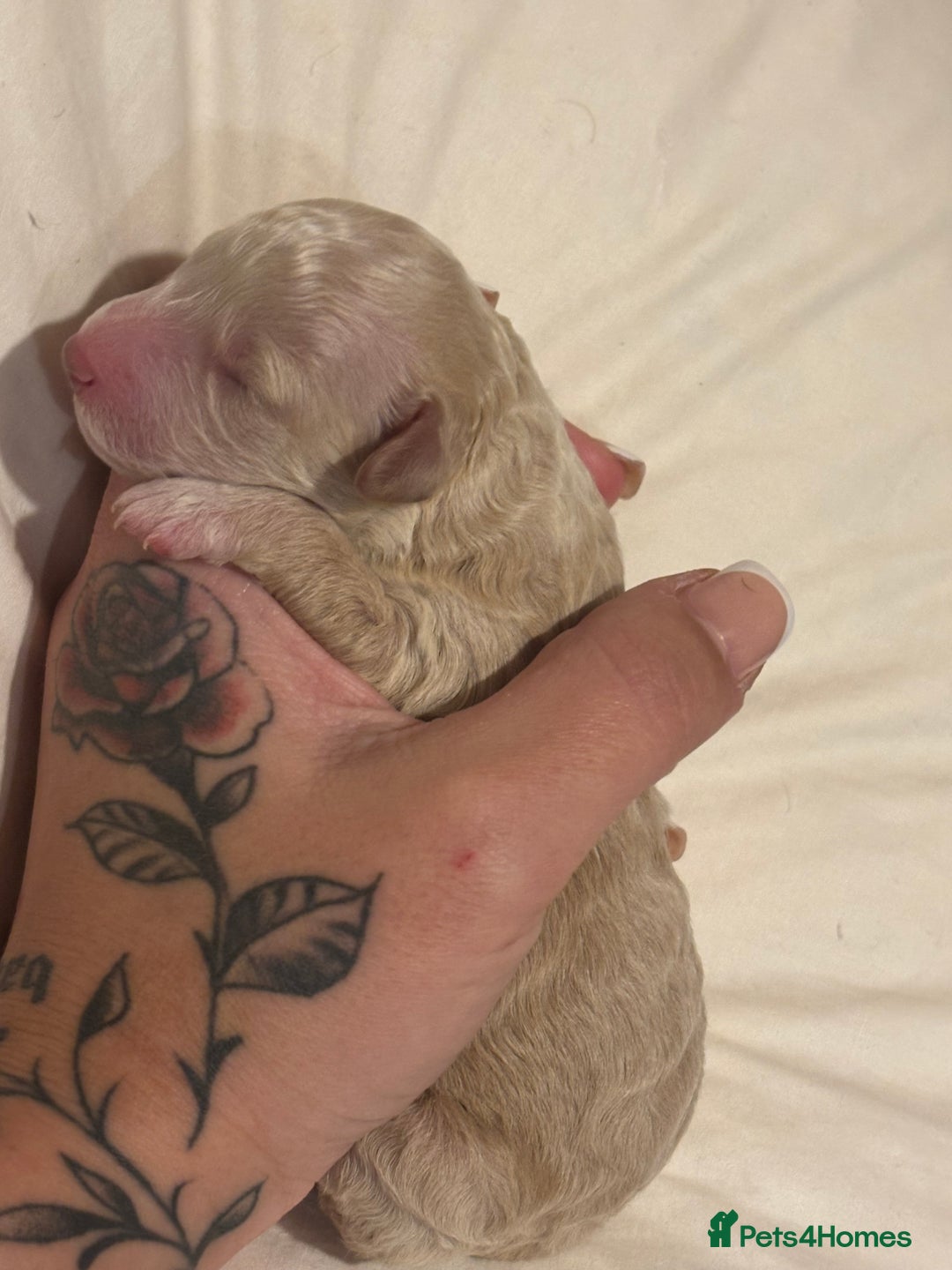 Miniature Poodle dogs for sale: Miniature poodles for sale  - Advert 7