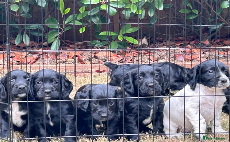 Cocker Spaniel dogs - Advert 4