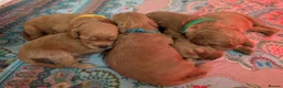 Cavapoo dogs for sale: BEAUTIFUL F1B CAVAPOO PUPPIES  - Advert 20