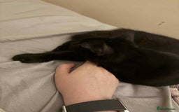 British Longhair cats for sale: Mushroom - Image 3