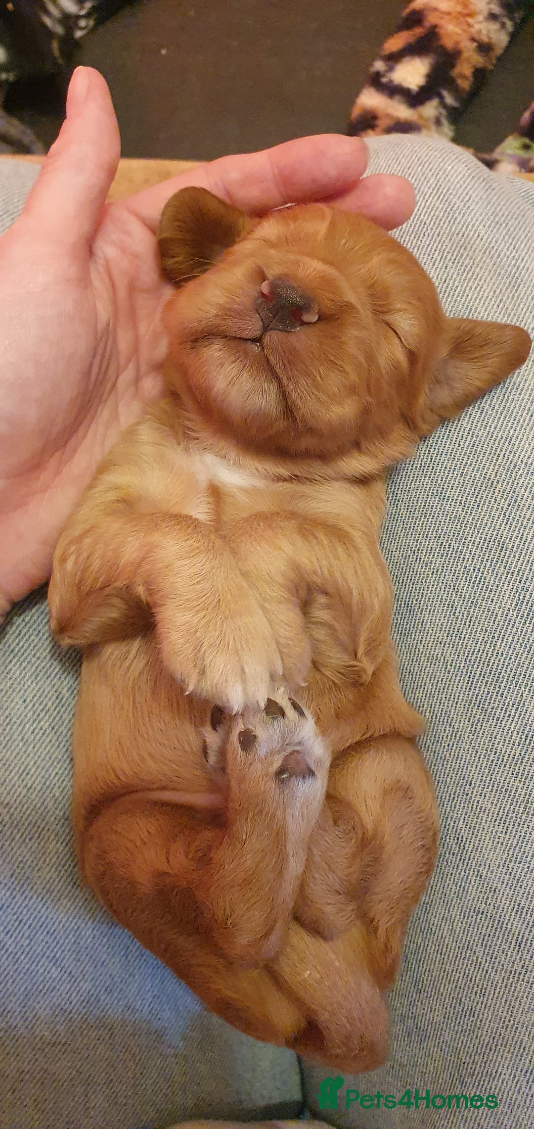 Cocker Spaniel dogs for sale: 4 Gorgeous Cocker Spaniel Puppies - Image 5