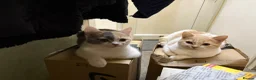 British Shorthair cats for sale: British short hair kittens in Blackpool - Advert 4