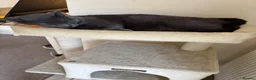 Chartreux cats for sale: Very loving home for adorable Chartreux  - Advert 4