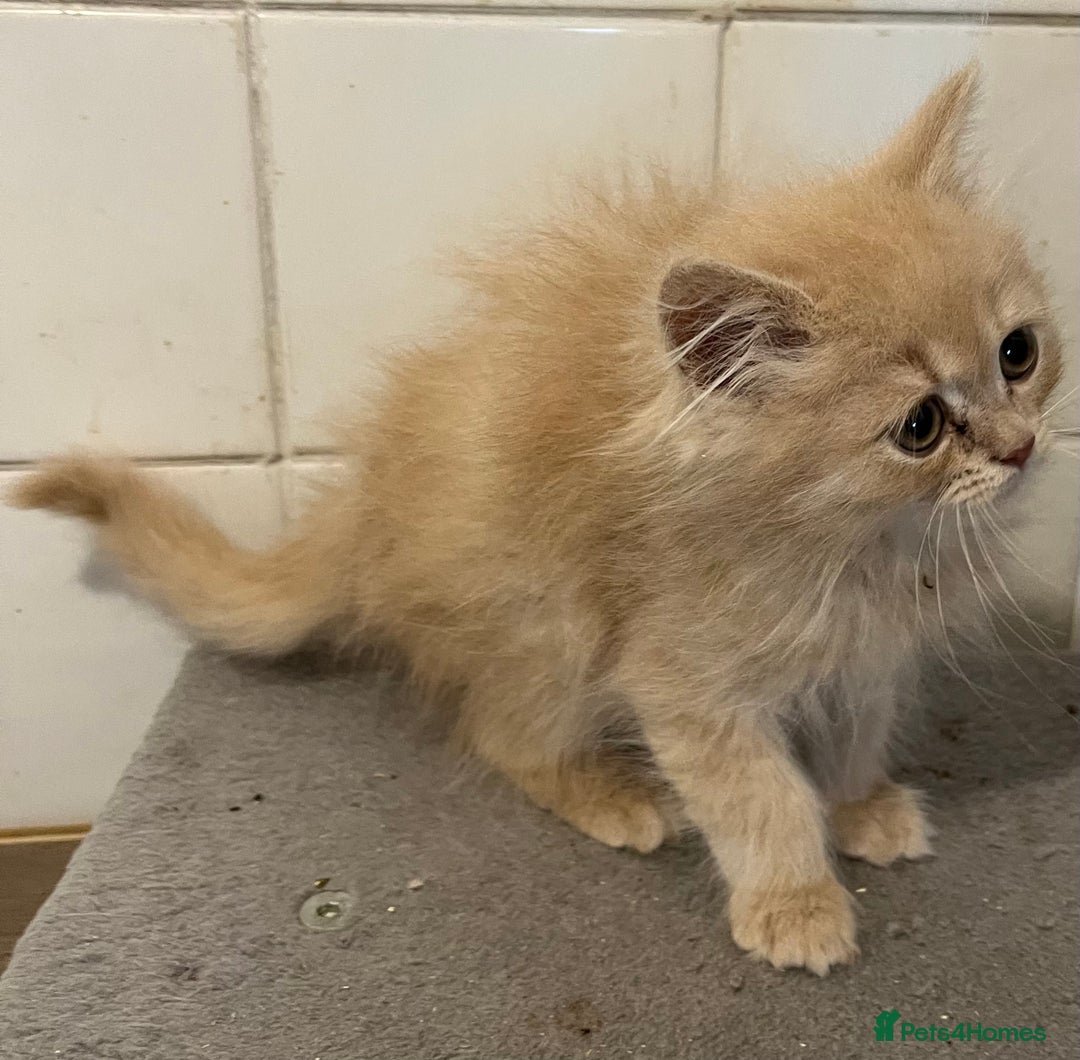 Ragdoll cats for sale: Ragdoll x Persian kittens  - Image 1