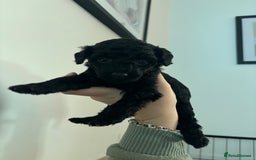 Cockapoo dogs for sale: F2 cockapoo puppies - Image 4