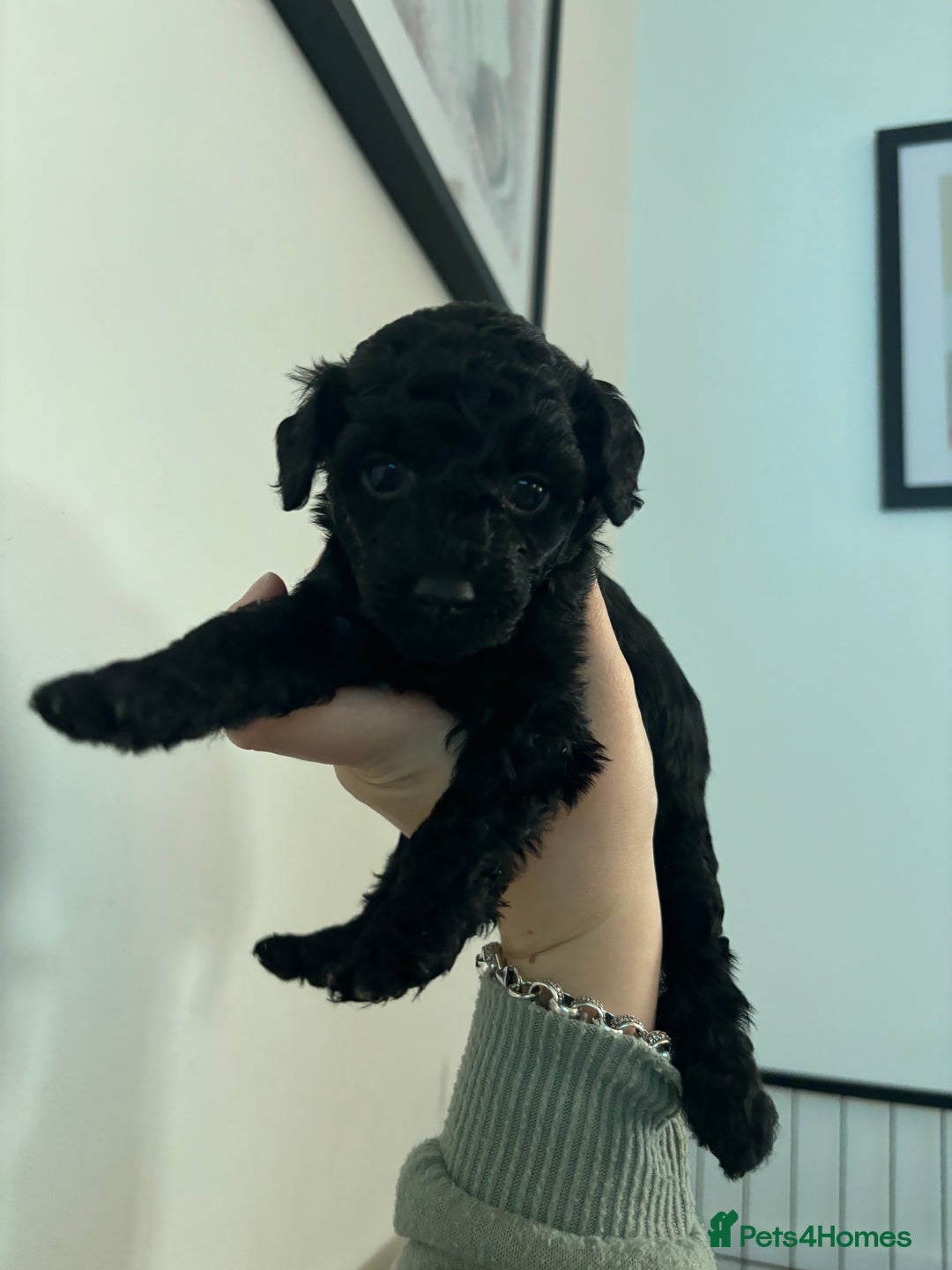 Cockapoo dogs for sale: F2 cockapoo puppies - Image 4