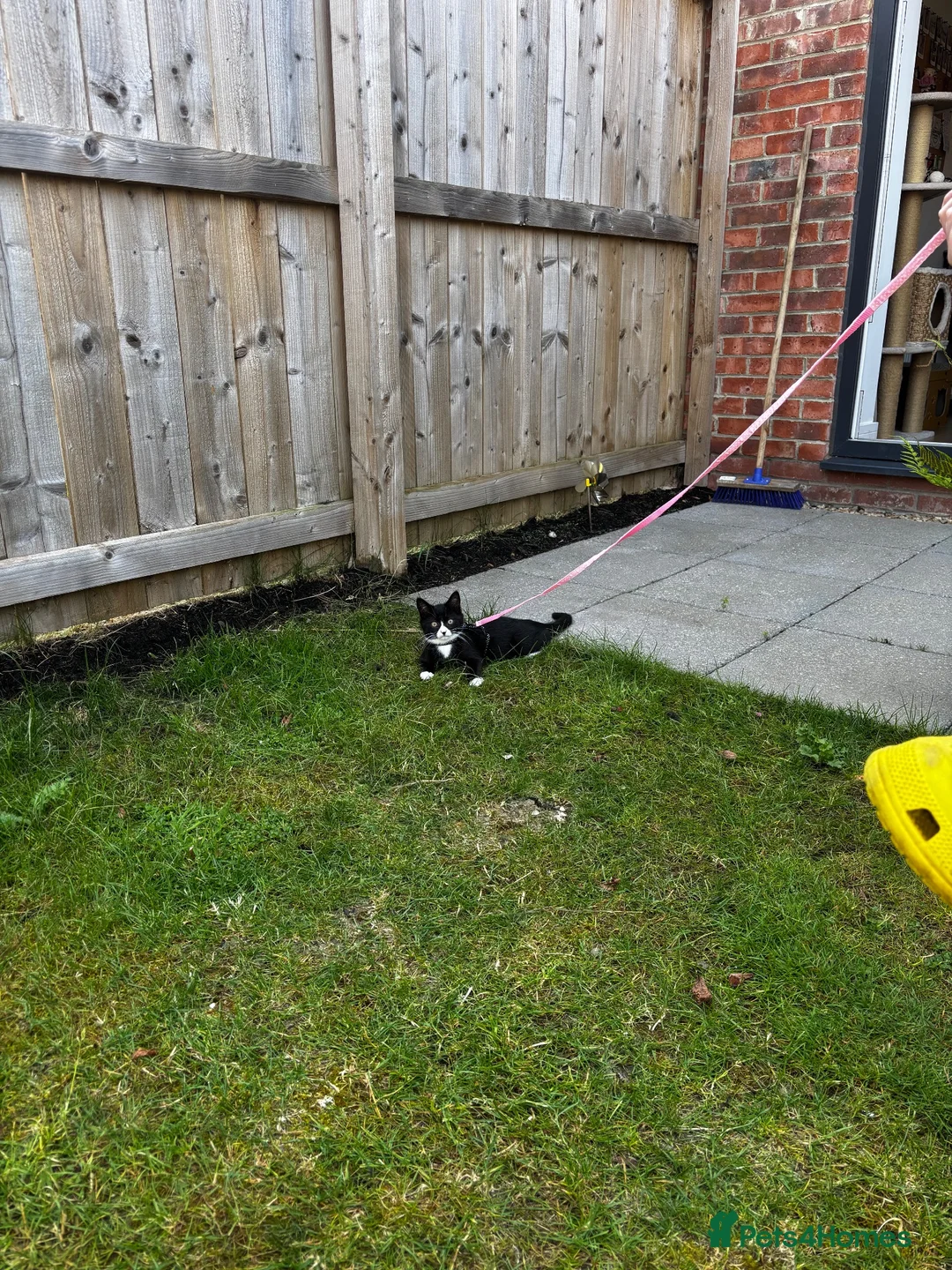 Mixed Breed cats for sale: Little Pippin 🐱 - Advert 2