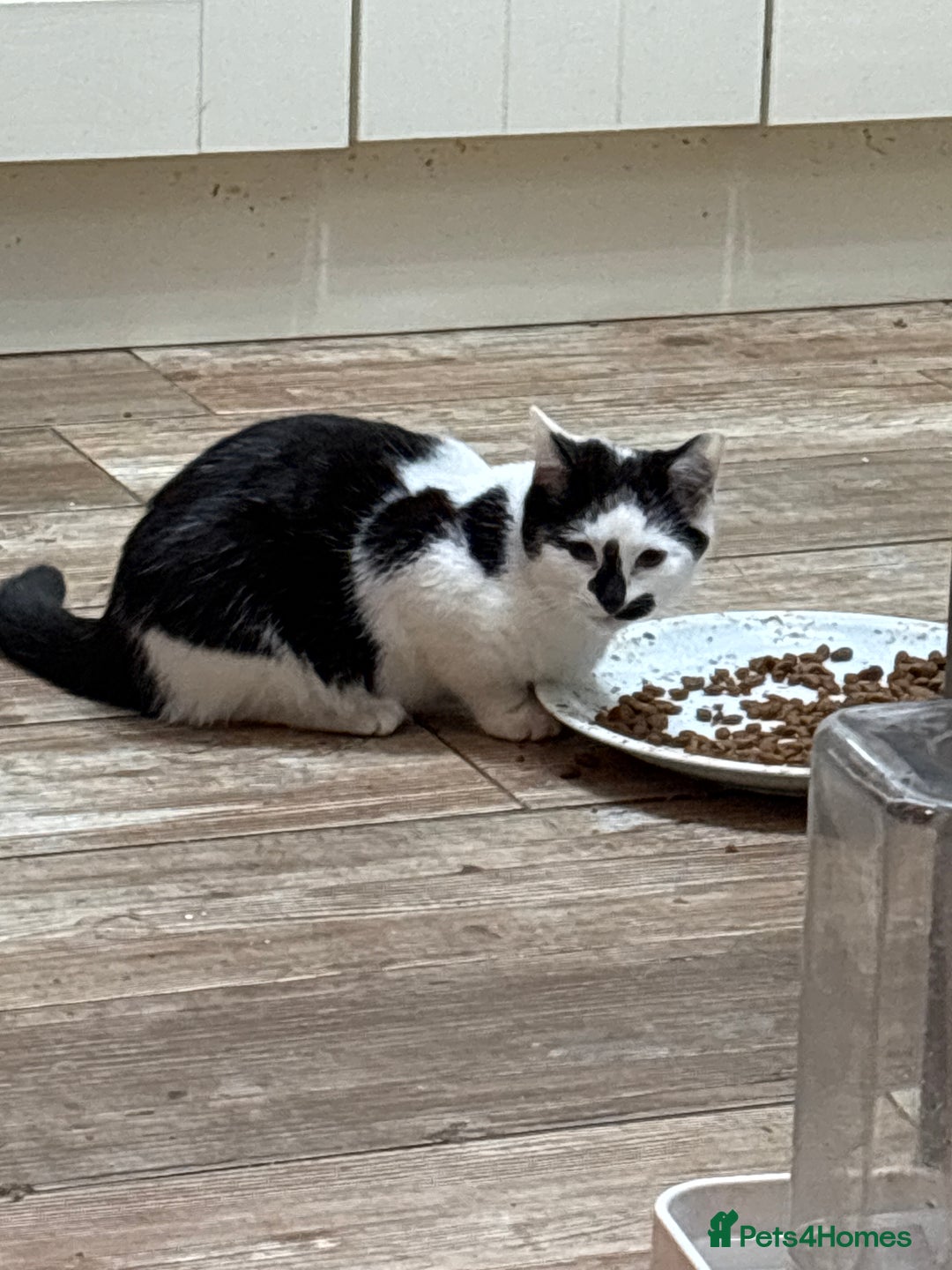 Mixed Breed cats for sale: Three lovely short haired kittens - Advert 7