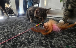 Mixed Breed cats for sale: Three lovely kittens are looking for forever home - Image 27
