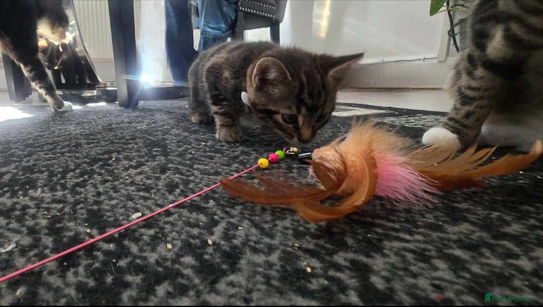Mixed Breed cats for sale: Three lovely kittens are looking for forever home - Image 27