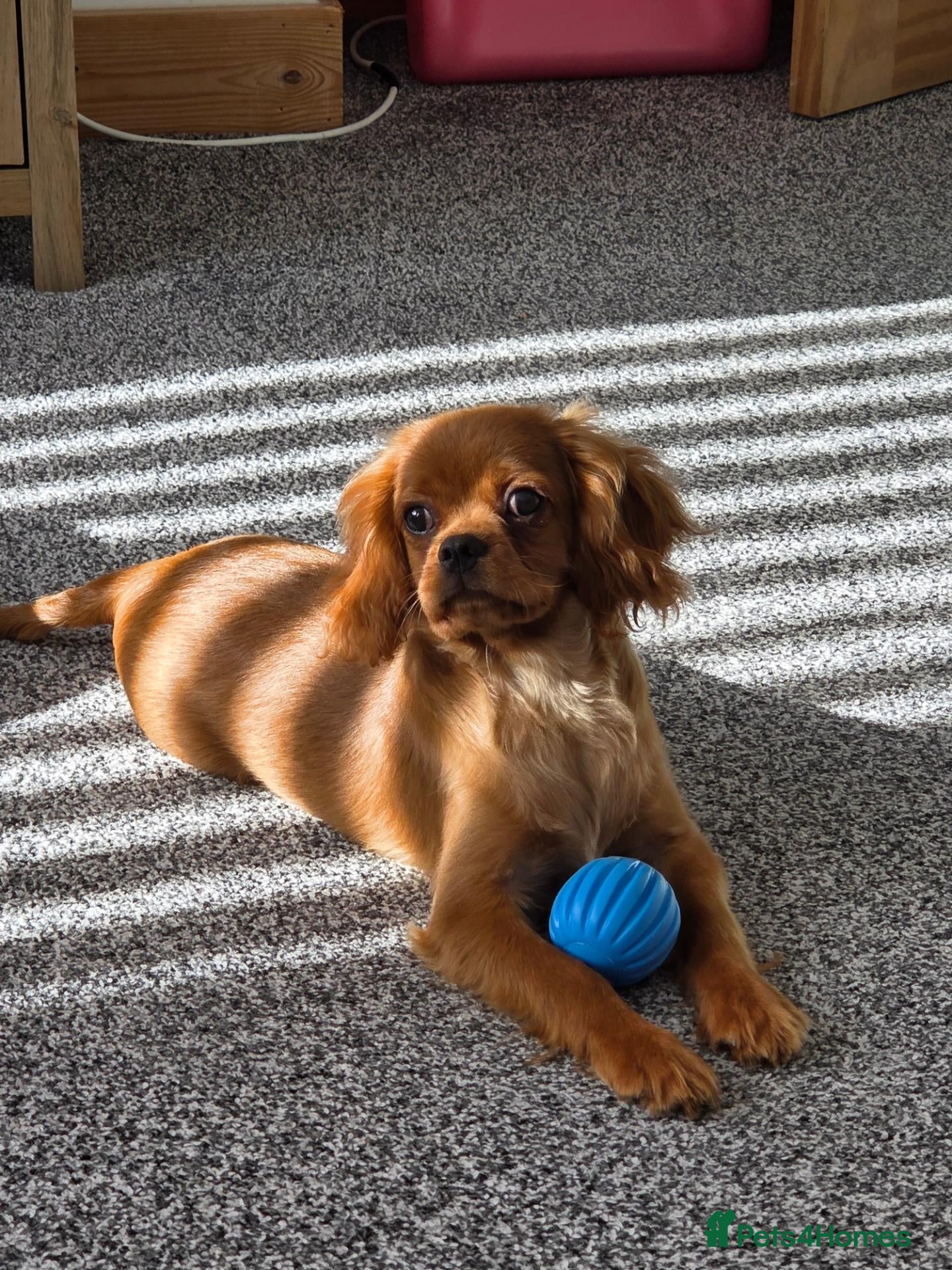 Cavalier King Charles Spaniel dogs Male Cavalier looking for forever home - Advert 5