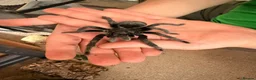 Tarantulas invertebrates for sale: Adult Male Brazilian Black Tarantula in Loughborough - Advert 2