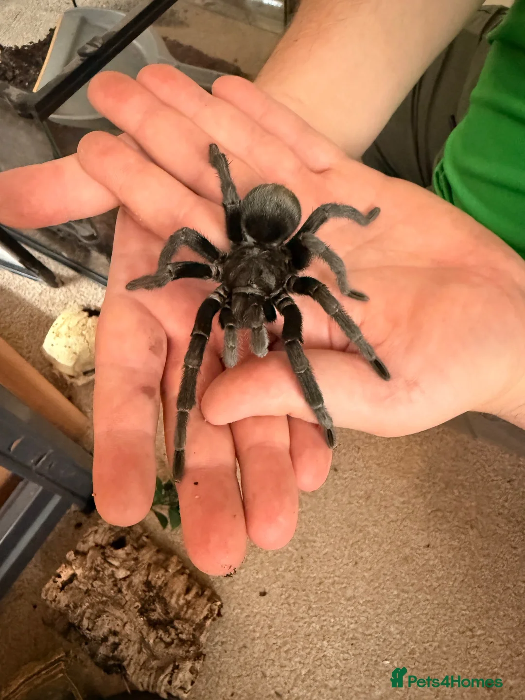 Tarantulas invertebrates for sale: Adult Male Brazilian Black Tarantula in Loughborough - Advert 2