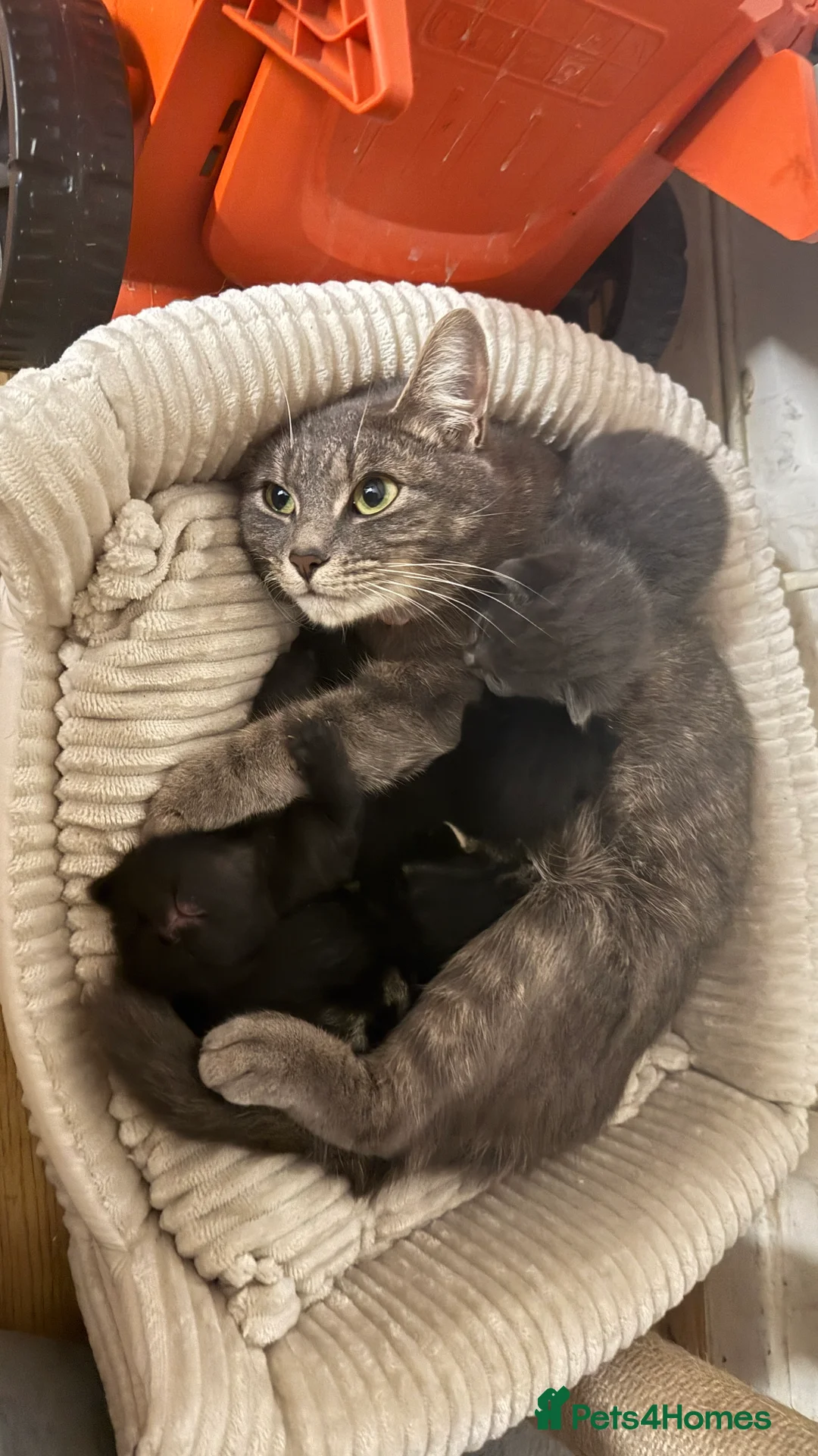 Mixed Breed cats for sale: Black female shorthair cross in Pembroke Dock - Advert 2