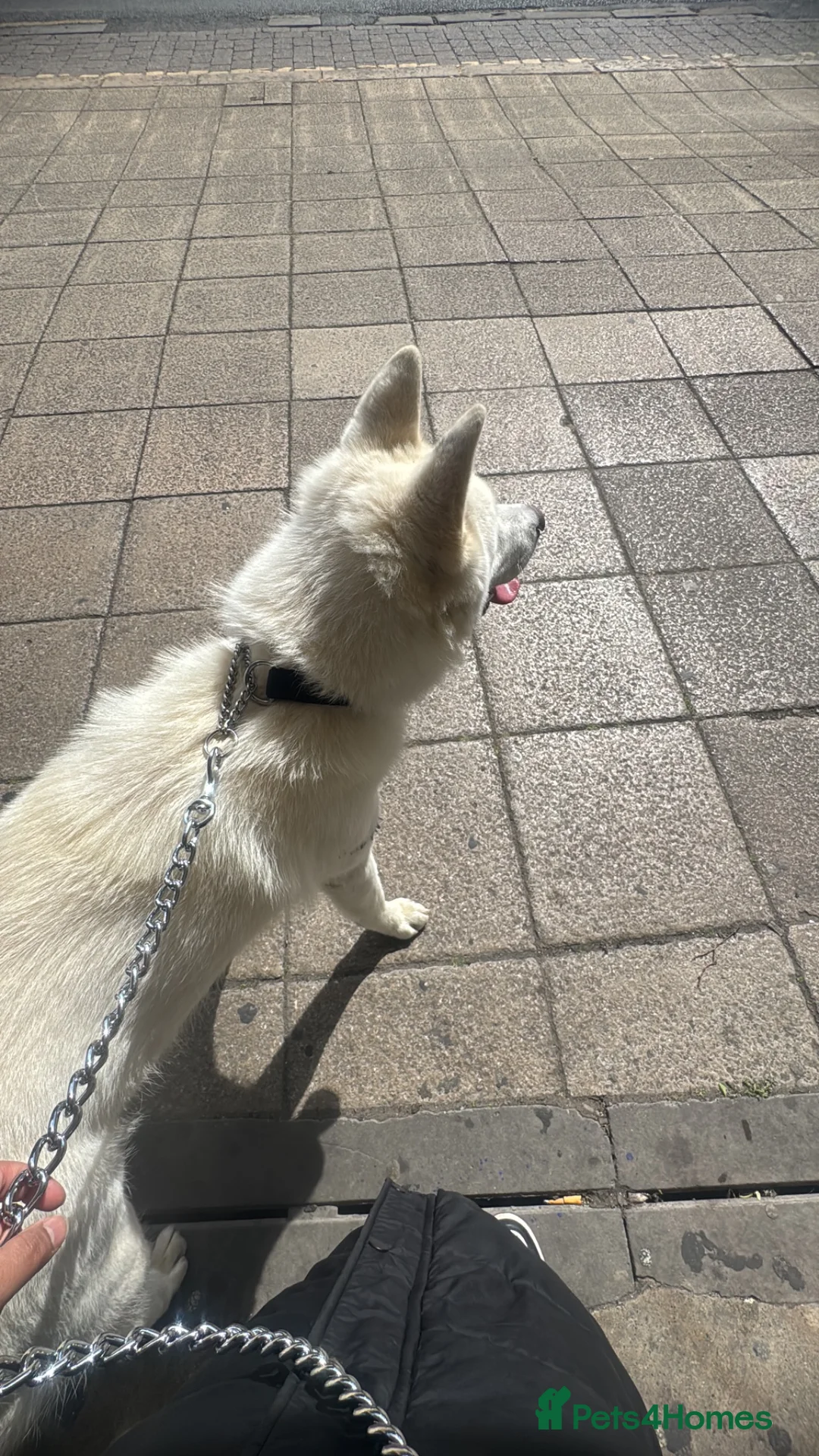 Akita dogs for sale: Japanese Akita in Batley - Advert 2