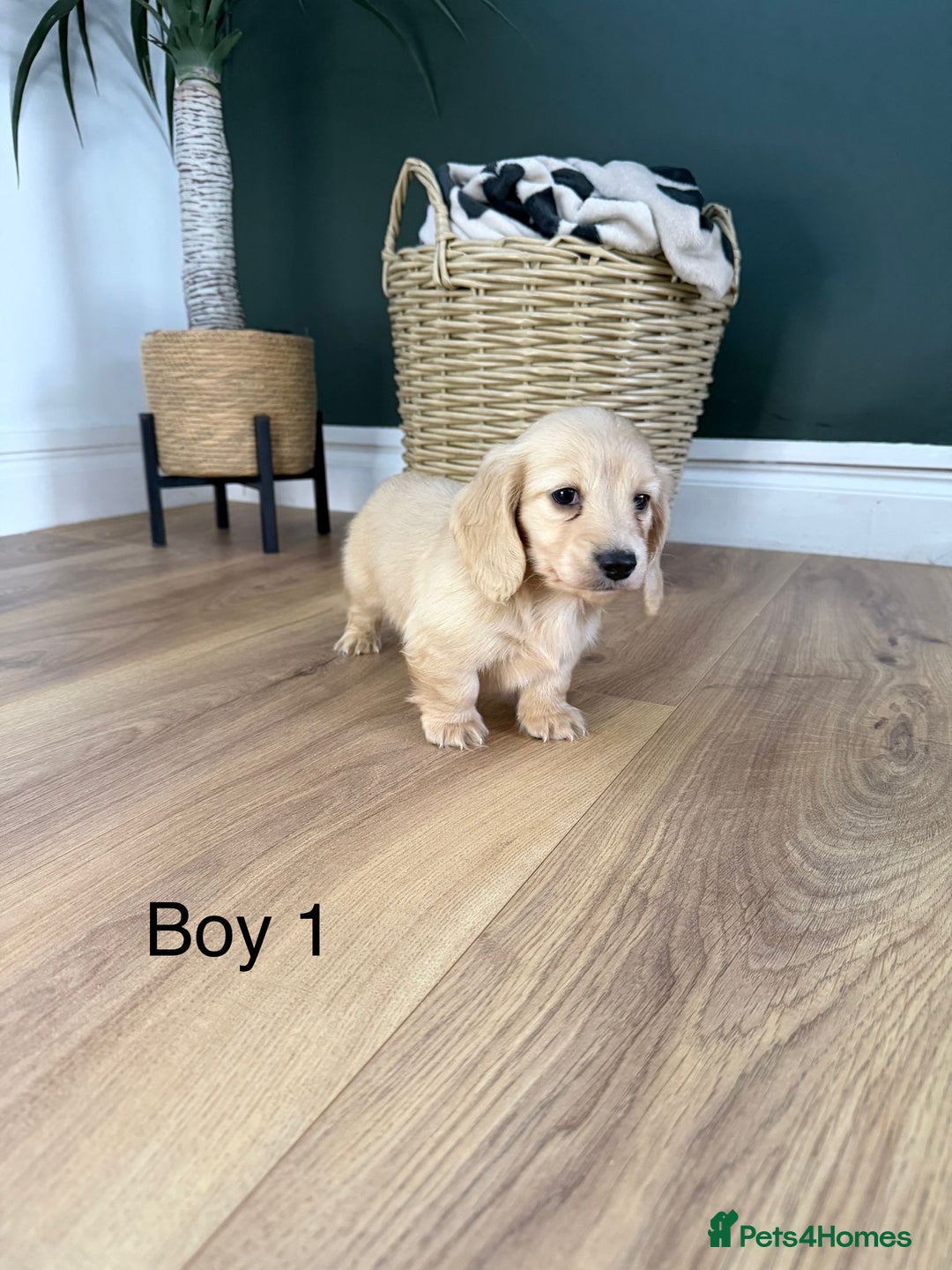 Miniature Dachshund dogs for sale: Longhair miniature dachshund  - Advert 5