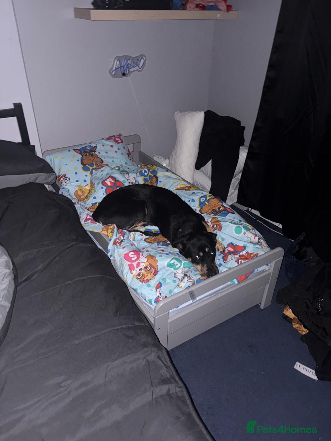 Mixed Breed dogs for sale: Rox looking for new home - Advert 2