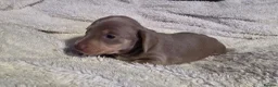 Miniature Dachshund dogs for sale: Beautiful miniature dachshunds in Southminster - Advert 9