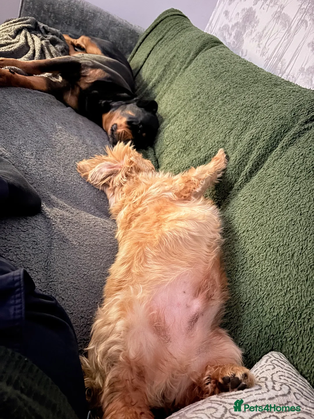 Rottweiler dogs for sale: Pregnancy announcement  in Doncaster - Advert 2