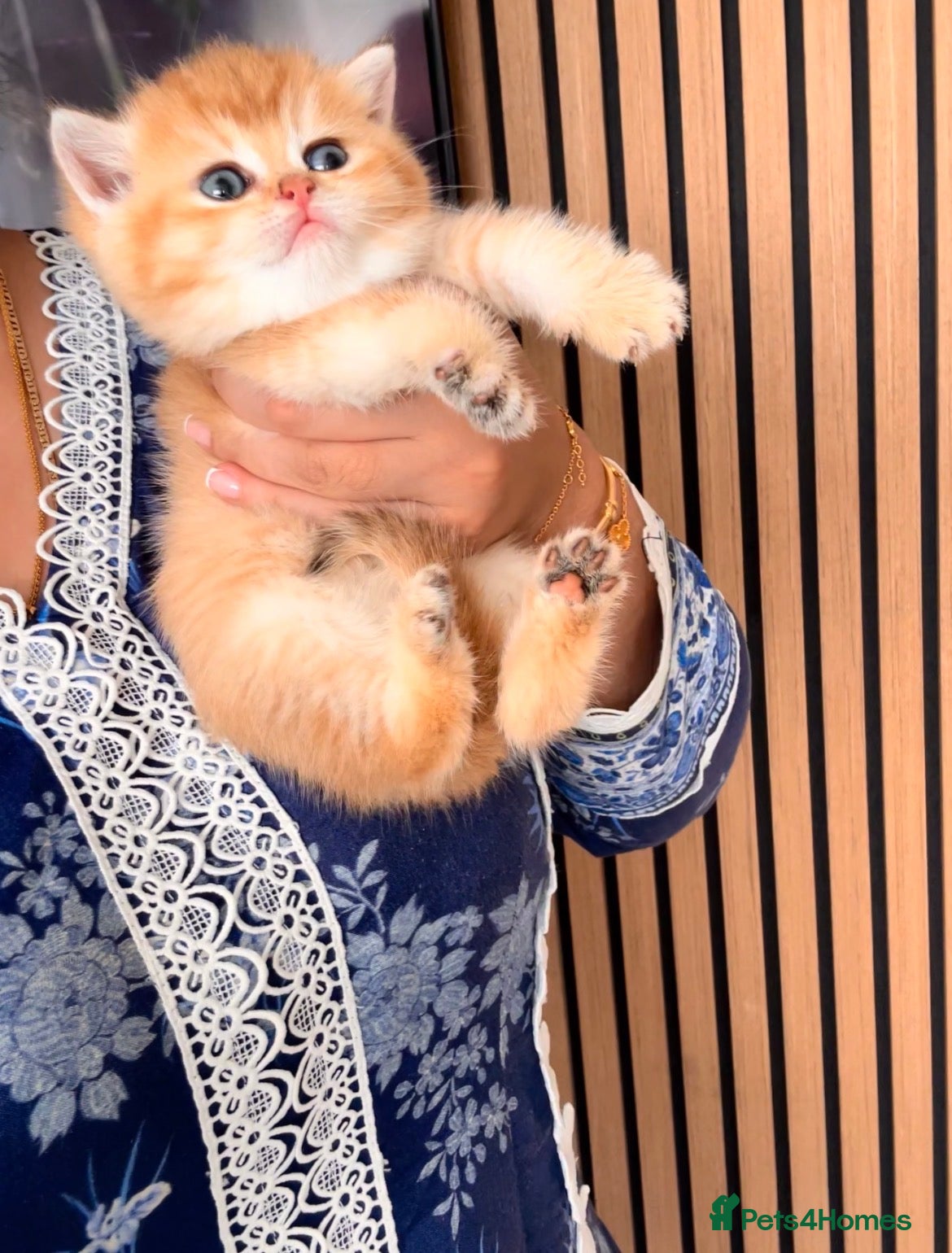 British Shorthair cats Champion🏆 🌈 GCCF golden/cinnamon BSH 🧸🍯 - Advert 1