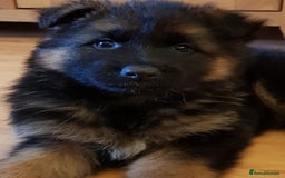 German Shepherd dogs for sale: Beautiful German Shepherd Puppies  - Advert 6