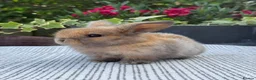 Mini Lop rabbits for sale: 7 Beautiful Mini Lop Bunnies - Advert 8