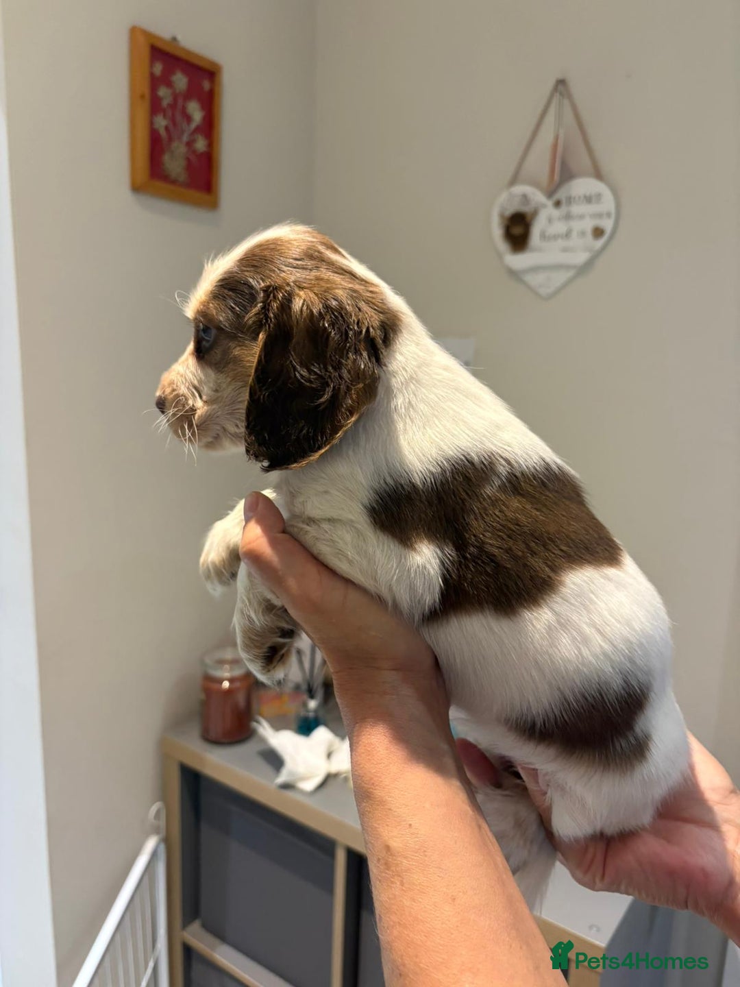 Cocker Spaniel dogs for sale: Pure show type KC reg DNA health test  - Advert 19