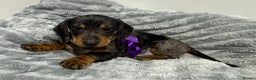 Miniature Dachshund dogs for sale: Gorgeous Miniature Dachshunds - Advert 25