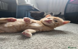 Norwegian Forest Cat cats for sale: Nfc/bsh beautiful mix  - Image 14