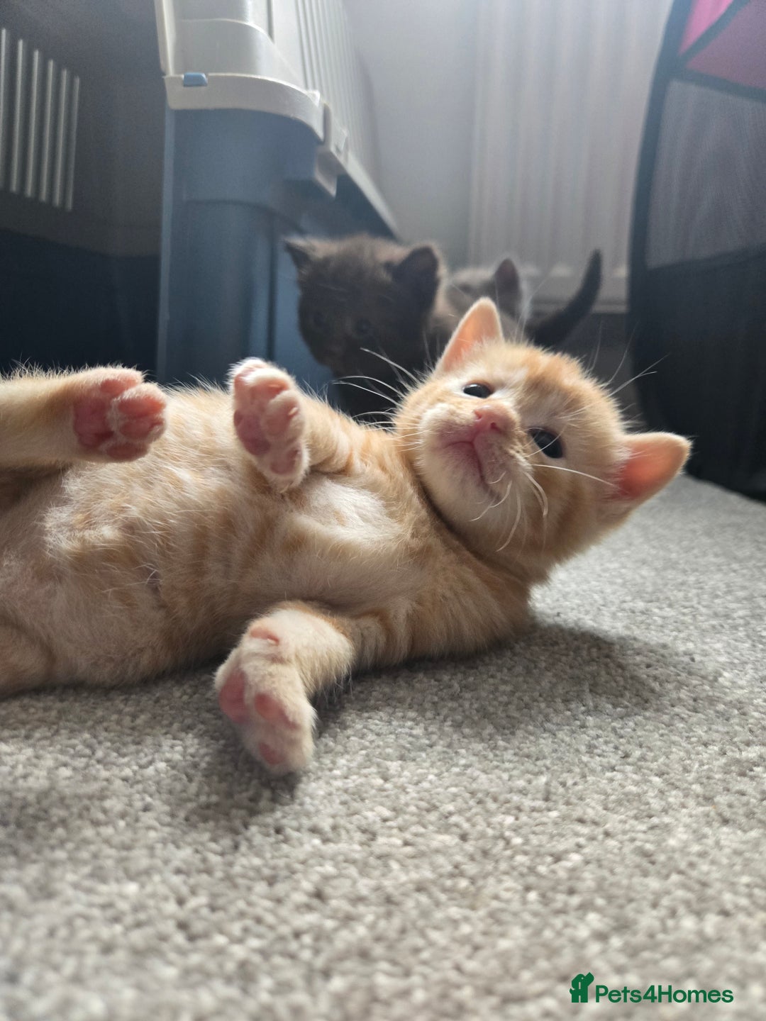 Norwegian Forest Cat cats for sale: Nfc/bsh beautiful mix  - Image 14