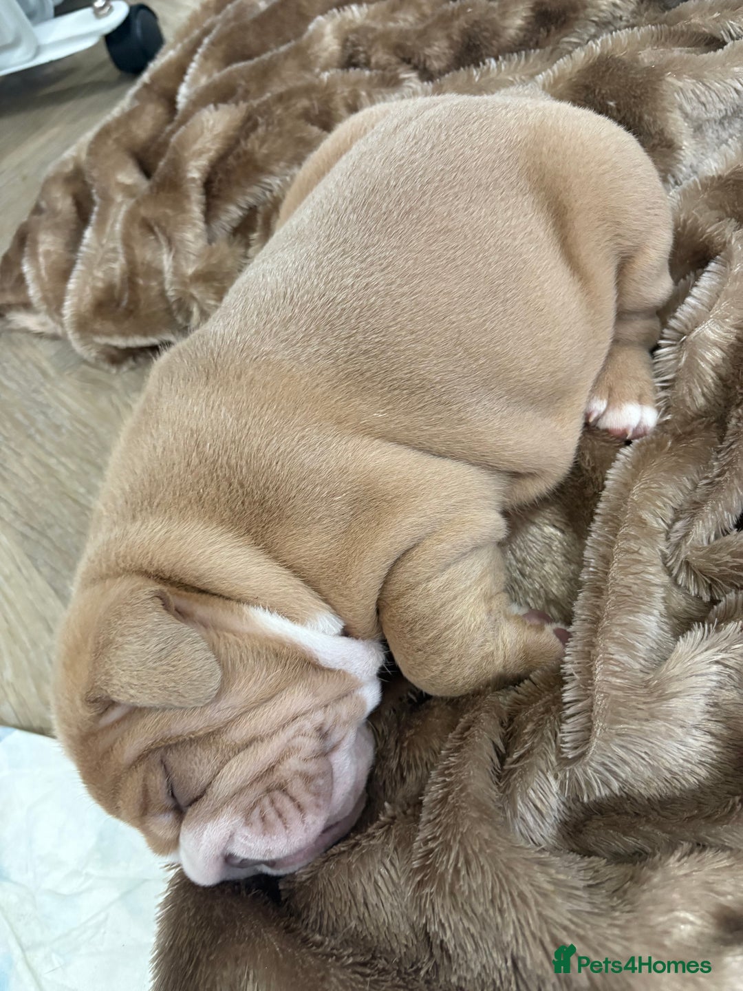 English Bulldog dogs for sale: English bulldog puppies  - Advert 28