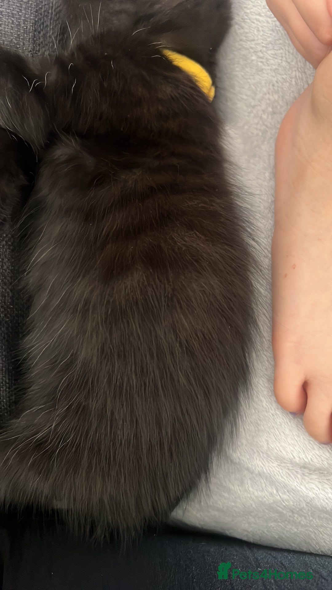Domestic Shorthair cats for sale: 6 beautiful kittens for sale. - Image 27