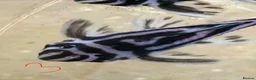 Plecos fish for sale: L046 zebra plecos 3x trios in Keighley - Advert 7