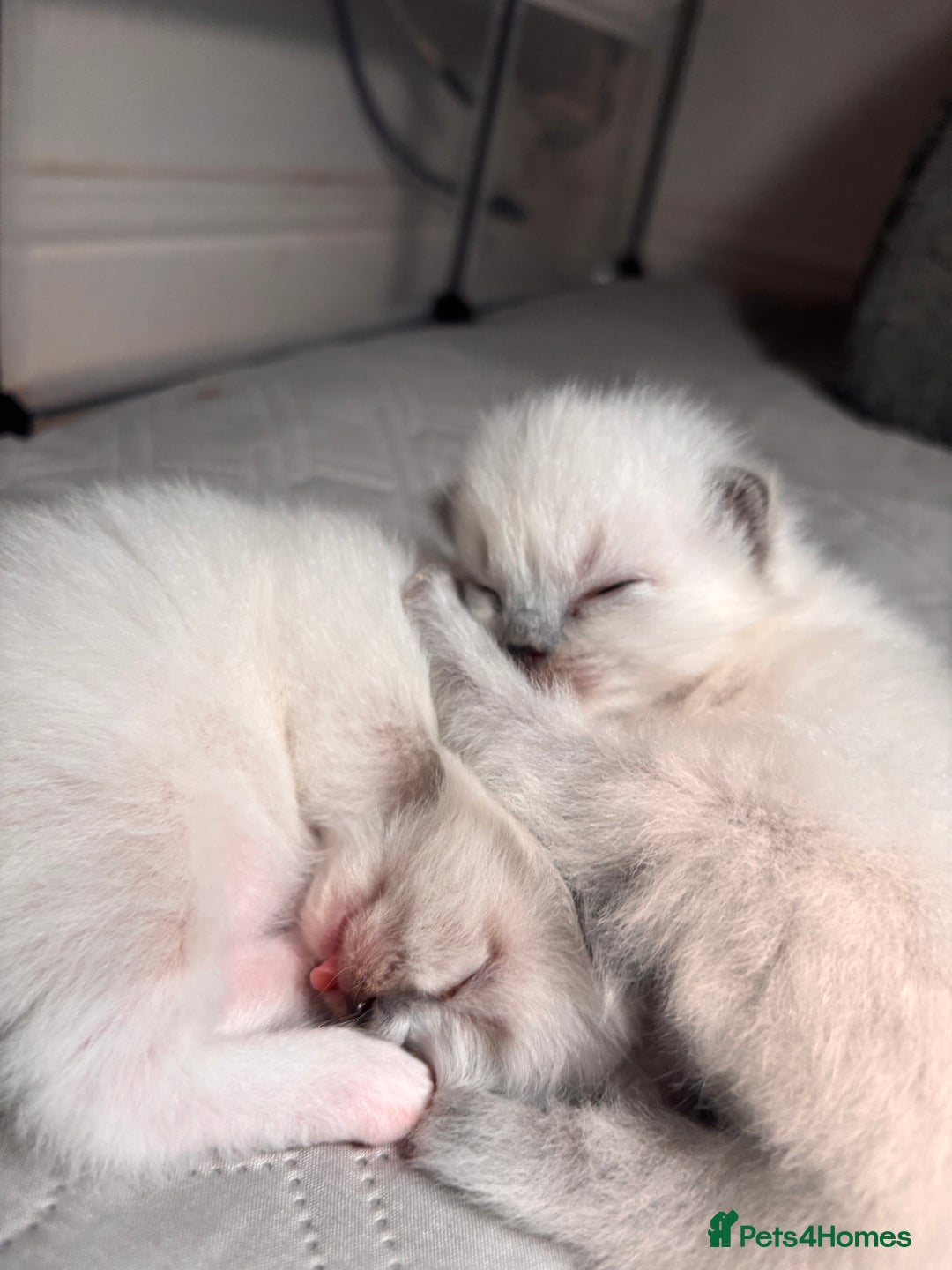 Ragdoll cats for sale: Last mitted Ragdoll girl available - Advert 3