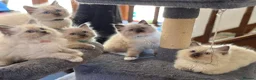 Ragdoll cats for sale: 🐾 Ragdoll Kittens 🐾 - Advert 37