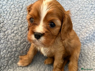 Cavalier King Charles Spaniel dogs Health Tested, beautiful KC Cavalier Puppies. - Advert 1