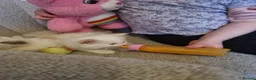 Ragdoll cats for sale: Health tested pure ragdoll  kittens  - Advert 19