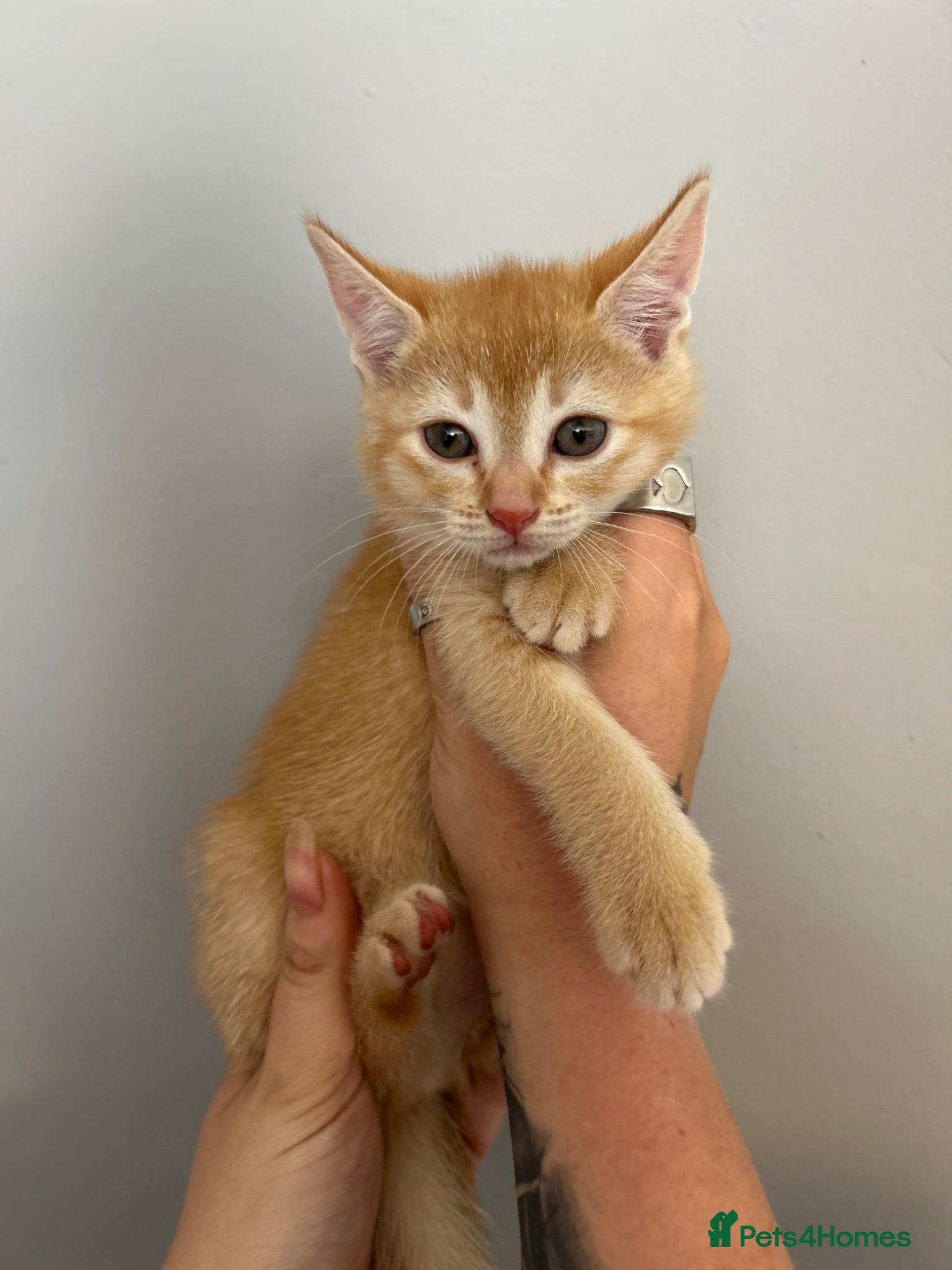 Abyssinian cats STUNNING ABYSSINIAN MIXED BABIES NEEDING HOMES  - Advert 6