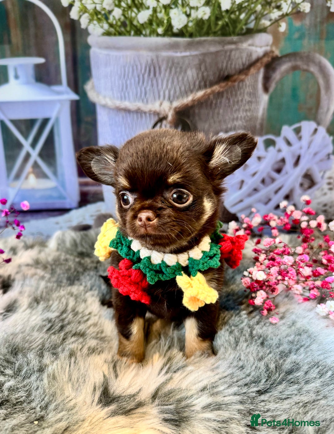 Chihuahua dogs for sale: 💜🤎 Exotic KC LC chihuahuas 🤎💜 - Image 9