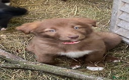 Border Collie dogs for sale: *7 Adorable Border collie pups* - Image 6