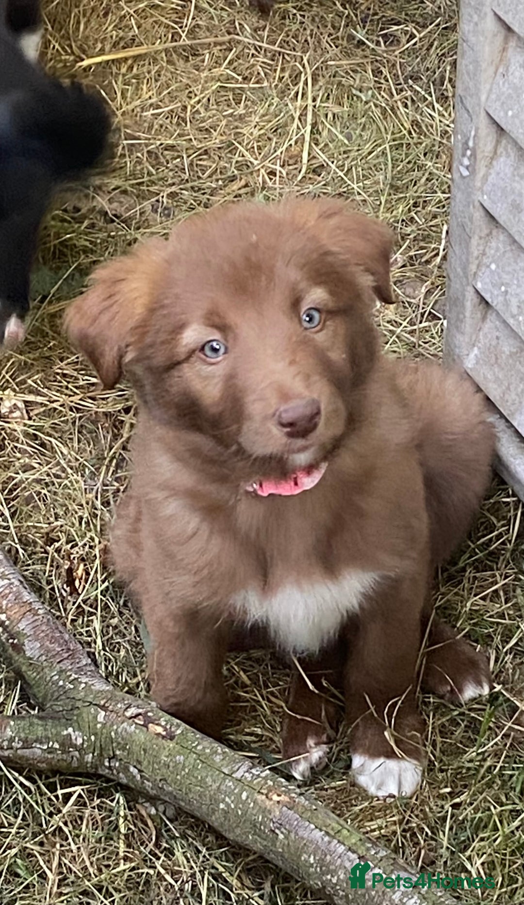 Border Collie dogs for sale: *7 Adorable Border collie pups* - Image 6