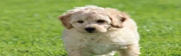 Cavapoochon dogs for sale: Beautiful Cavapoochon puppies for sale - Advert 15