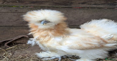 Chickens poultry - Advert 16